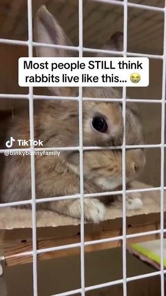 Understanding Happy Rabbits: Free-Roaming Benefits