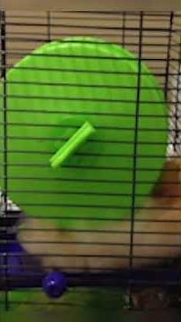 It's a hamster doing a loop de loop!
