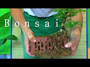 Bonsai on stone. Project Stone