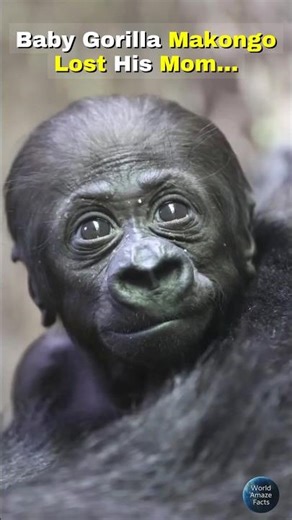 Orphaned Gorilla Makongo… Saved by Love ❤️🦍