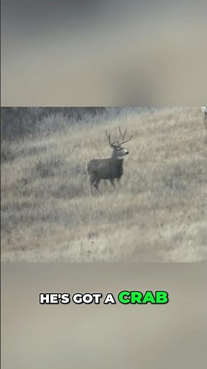 Shooter Buck located! Fighting a 50+ mph wind! #muledeer #deerhunting #buckstormsd #hunting