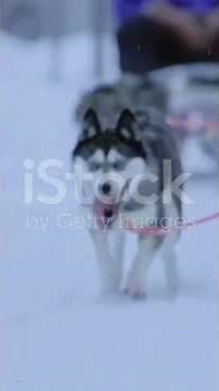 Sled Dog Race | Part 1