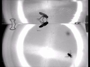 5.7K views · 122 reactions | Blue bottle flies that land upside down on ceilings use a more complex series of behaviors than thought, according to what the authors of a new Science Advances study call the “most complete exploration of fly landing maneuvers.” Read the study: https://fcld.ly/f44yjji | Science | Facebook