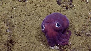 Cuttlefish Fight Viciously in First Video Shot in the Wild