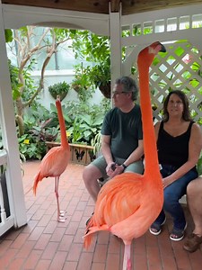 6.2K views · 6.9K reactions | Flamingo Friday! | The Key West Butterfly & Nature Conservatory | Facebook