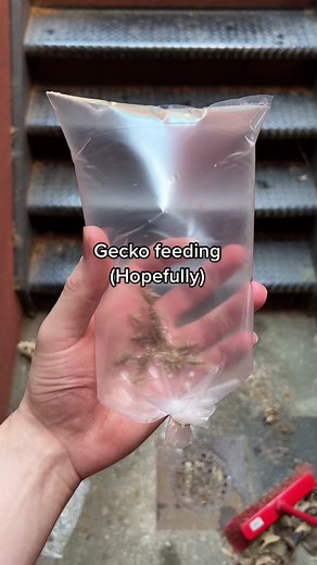 Gargoyle Gecko Feeding Attempt