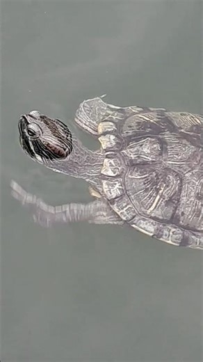 Little turtle using one front leg to change direction, Singapore (新加坡小乌龟用一条前腿改变方向)