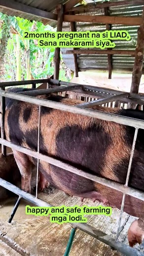 #CapCut #viral #pigfarming #hograising #hograiser #farmer #farmers