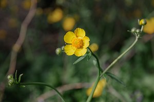 How To Stop Creeping Buttercup From Invading Your Garden