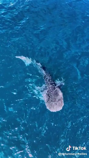 Magnificent Whale Sharks Feeding in Seychelles