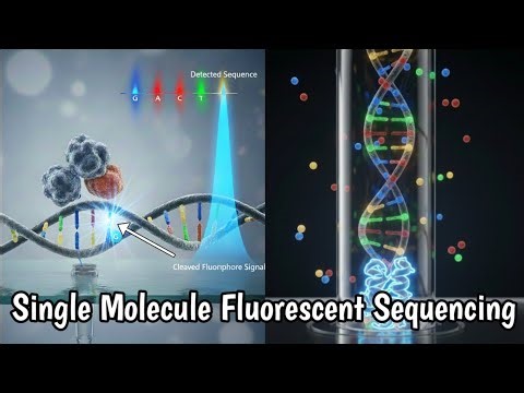 Single Molecule Fluorescent Sequencing | SMRT |