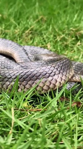 මාරාන්තික තෙල් කරවලා #BioApi #srilanka #Snakes #Sinhala #science #education #biology