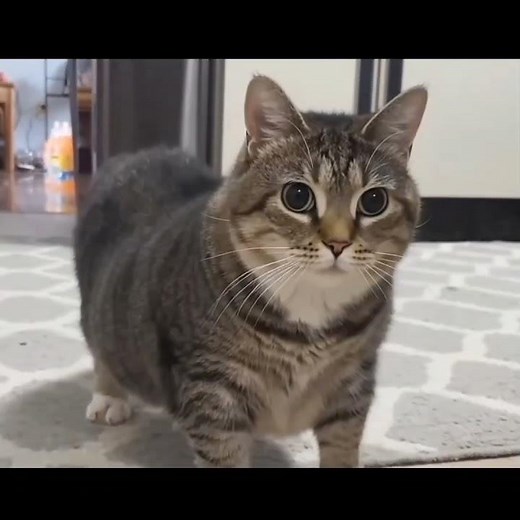 [Popular Meme] Ethel The OIIA Cat/Spinning Cat is the king of memes of the year. The short-legged...