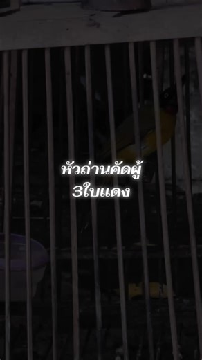 #ไม่ใช่การทารุณกรรมสัตว์❌❌ #นกหัวถ่านผู้