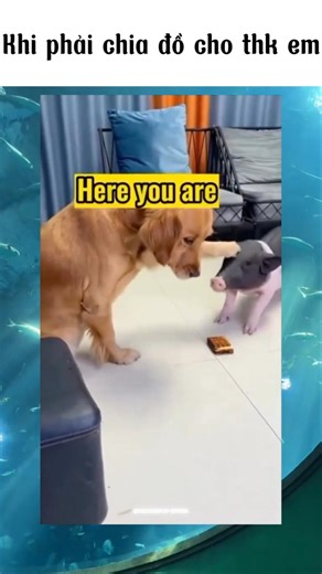 Anh trai tuyệt vời nhất