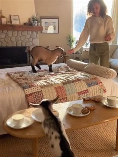 Adorable Little Baby Goats Having Fun