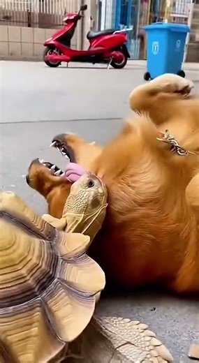 tortoise #Attack dog🐢🐶😢#tarding #viralshort video.