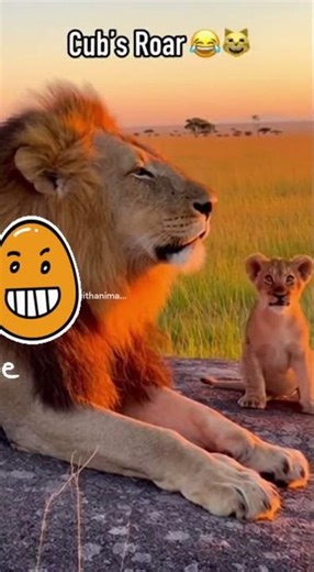 Lion Cub Tries to Roar Like Dad... Sounds Like KITTEN! 🦁😂 (SO CUTE!) #Shorts