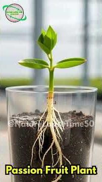 Passion Fruit Growth Time-Lapse | Seed to Flower in Transparent Pot 🌱 Nature Cinematic