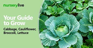 135K views · 515 shares | Nothing tastes as good as fresh veggies,...