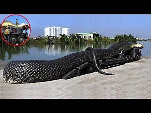 Die größten Schlangen der Welt!