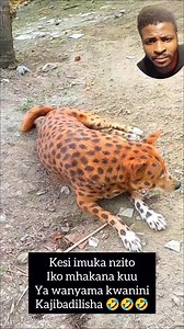 Kwani chui wenyewe wanasemaje? 🤣🤣🤣🤣 #animal #vichekesho #comedy #kasi | Kasi Motomoto