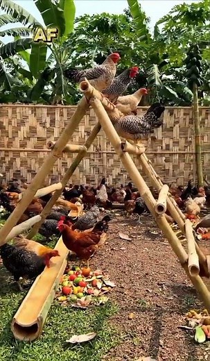 Just Freedom and Nature 🏡💚 #chicken #freerangechickens #farming #animals #shorts #o