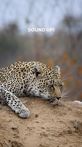 44K views · 4.3K reactions | The Rasp of a Leopard - Video and words by @bush_maniac ❤️ “my absolute favourite sound out in the African bush.   N’yeleti leopardess echos her voice down valley as she searches for a missing cub. Have you ever been lucky enough to hear it before?” #leopard #africansafari Www.africansafarimag.com | African Safari Mag | Facebook