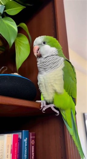“Alexa, Who is the King” — Parrot’s Ego