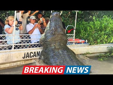 World’s Largest Alligator JUST Been Filmed in Florida Swamp and Experts Are in Total Disbelief!
