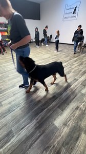 15 reactions | All the dogs in class walking around with Aleesha and the kids walking in the opposite direction. | Southern Oregon Dog Training | Facebook