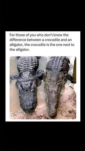 Johnny Bravo Explains Memes on Instagram: "Hey everyone, Johnny here to explain. This meme shows a photo of a crocodile and an alligator lying side by side in muddy water. The text above says, “For those of you who don’t know the difference between a crocodile and an alligator, the crocodile is the one next to the alligator.” It’s a classic example of fake helpfulness used for comedic effect. Instead of actually explaining how to tell them apart (like jaw shape or snout width), it gives you a us