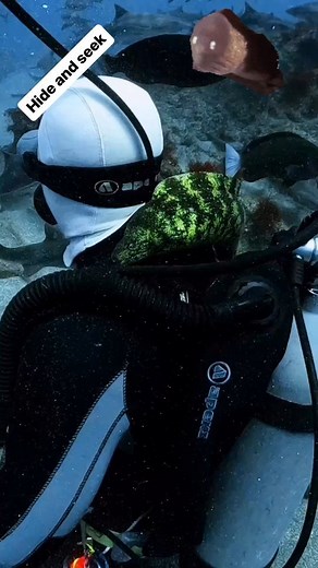 Daily Scuba Photos | The number one rule when scuba diving is not to touch any animals, but what should you do when an animal touches you? 🐠 In the mysterious... | Instagram