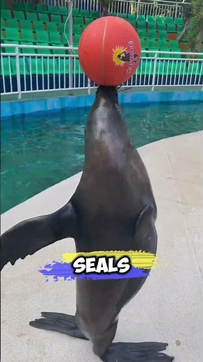 The Unbelievable Intelligence of Seals and Sea Lions | 4 Ever Videos