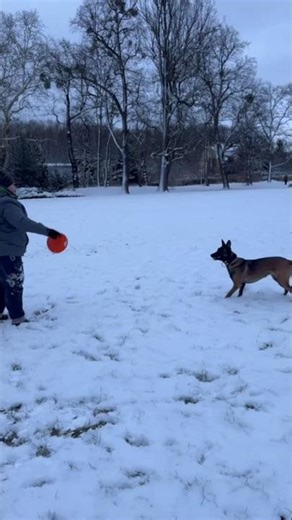 Mam tę moc! ✨🐾 #malinois #belgianmalinois #funnydogs #śmieszne #zwierzaki #shorts #funnyshorts #pets