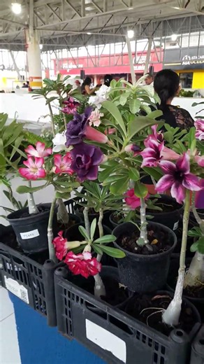 MUDAS DE ROSA DO DESERTO CACERES-MT BRASIL #music #viral #reels #flores #brasil