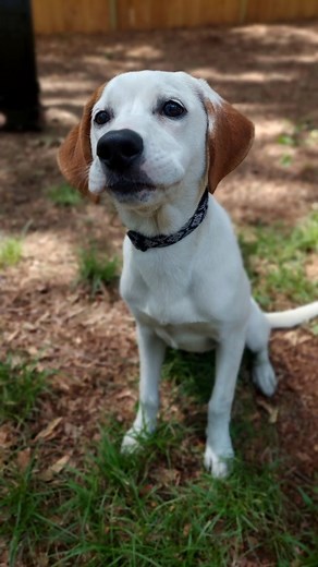 Here's a snapshot of Saturday at PAWS Atlanta. We hope you had a great weekend, friends. | PAWS Atlanta