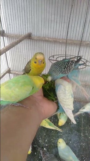 🪺 Nesting Budgie Behavior