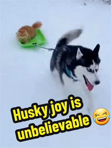 @kgplanet fluffy puppy husky sledding his friend fluffy cat with full joy. #creatorsearchinsights #wintervibes #husky #cat #sledding