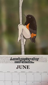 And if you’re a real bird lover, I think you deserve a gorgeous new bird illustration every month. On its final printing! www.tommysiegel.net #birdlife #birds #artist #calendar | Tommy Siegel