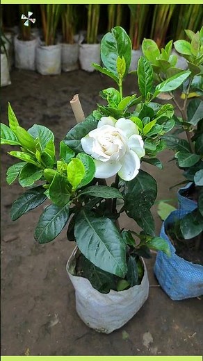 How to care gundaraj / Gardenia | #gardenia #fragrance #plantinfo