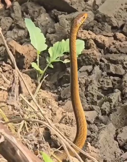 Dance of a rat snake from India