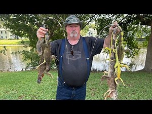 Hunting and trapping the invasive iguana in south Florida. How many of these lizards will we catch?