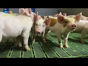 Pigs . Little pigs running, playing and exploring the world!