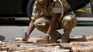 The ivory trade kills people too