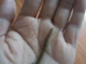 越狱到树栖盒的无棘蜈蚣，剧毒品种Ծ‸Ծ拿手上的机会不多