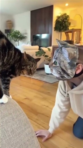 Cat & Masks Moments 😂 #shorts