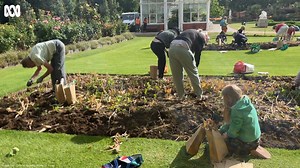 9K views · 55 reactions | It's that time of the year again - the annual tulip dig at the City of Greater Bendigo conservatory gardens!  ABC Central Victoria reporter Philippe Perez was there this morning to capture the action, as a crowd of around 100 residents dug up bulbs from this year's Bloom tulip display. Beautiful morning for it! ☀️‍ | ABC Central Victoria | Facebook