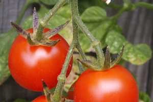 What do trees eat to grow so big?