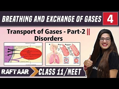 Breathing & Exchange of Gases 04 || Transport of Gases Part-2 || Disorders || Class 11/NEET